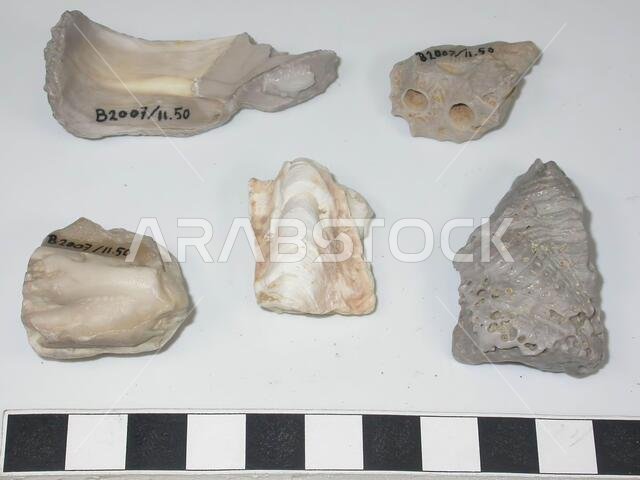5 pieces of fossil shell. Possible collected for bead production., Varia, stone, largest: L 5.5 cm, B max 2.3 cm., Smallest: L 2.7 cm, W 1.8 cm., Saudi Arabia
