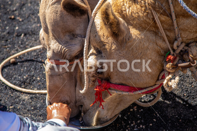 Close-up of a camel eating animal, camel and camel breeding, animal and livestock breeding in the Kingdom of Saudi Arabia