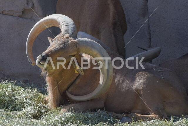 خروف بربري يجلس بفخر متباهياً بقرونه الرائعة (Ammotragus lervia).