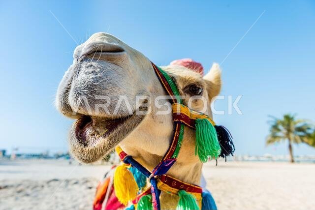 الجمل الأبيض المبتسم على الشاطئ من الأمام، يرتدي قبعة ملونة، وهو يستريح وينظر إلى الكاميرا