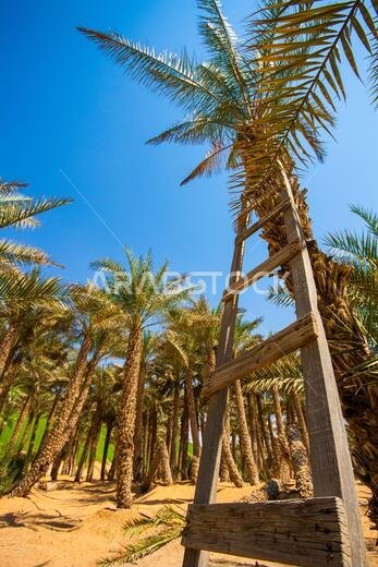 Palm tree in desert Liwa dunes, Liwa hotel, UAE