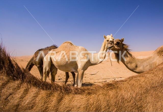Group of Camels in the liwa desert in Abu Dhabi