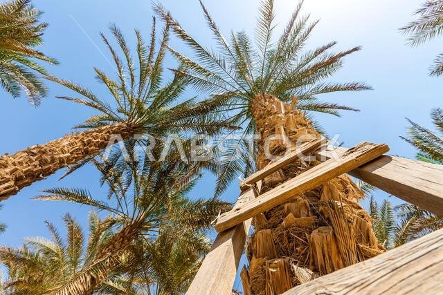 درج خشبي على جذوع النخيل في المنطقة الغربية من أبوظبي، الإمارات العربية المتحدة