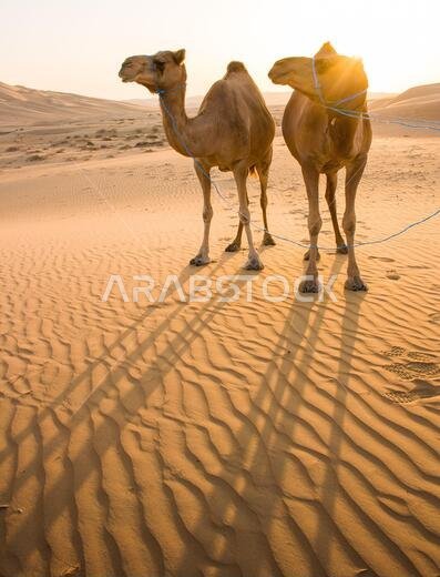 Group of Camels walking in Liwa Oasis the largest oasis area in Abu Dhabi, United Arab Emirates.