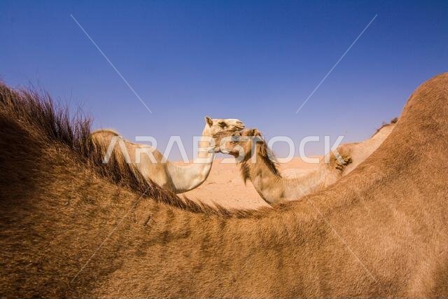 Group of Camels in the liwa desert in Abu Dhabi