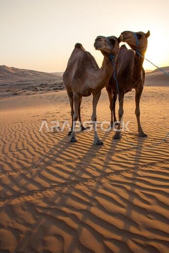 Group of Camels walking in Liwa Oasis the largest oasis area in Abu Dhabi, United Arab Emirates.