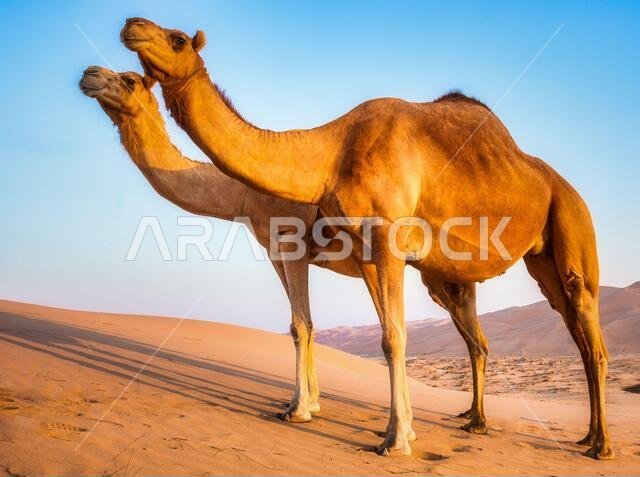Camels  in the liwa desert