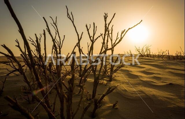 Dramatic sand duns view of Liwa Desert in the western region of Abu Dhabi, UAE