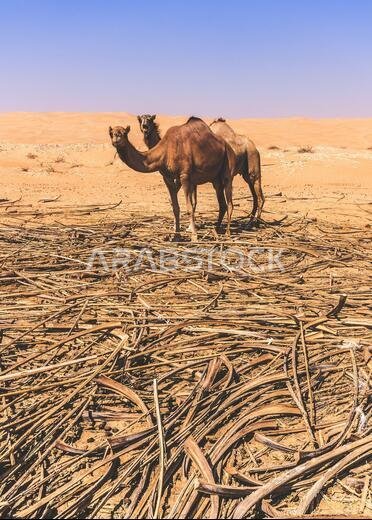 Group of Camels in the liwa desert in Abu Dhabi