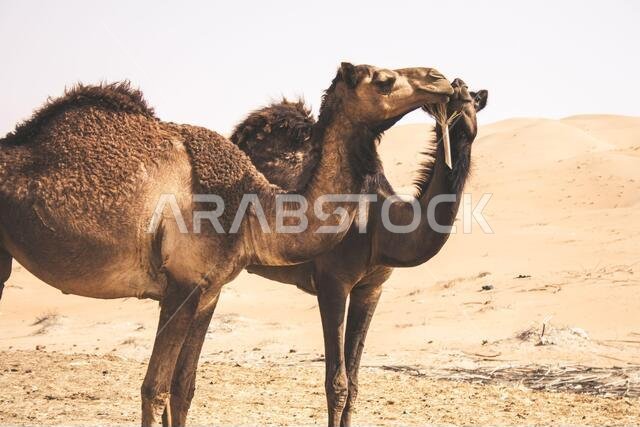 مجموعة من الجمال تسير في واحة ليوا، أكبر منطقة واحات في أبو ظبي، الإمارات العربية المتحدة.