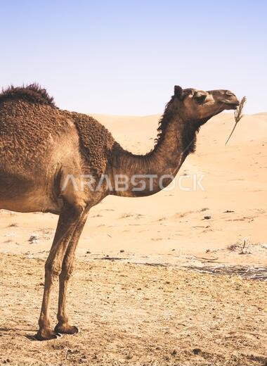 photo of single camel in western region Desert in Abu Dhabi, United Arab Emirates