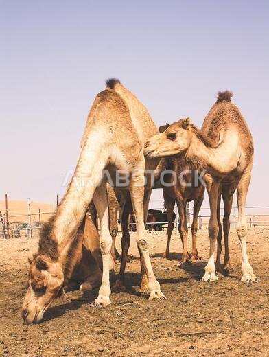 Group of Camels walking in Liwa Oasis the largest oasis area in Abu Dhabi, United Arab Emirates.