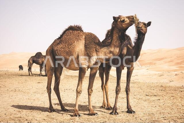 Group of Camels in the liwa desert in Abu Dhabi