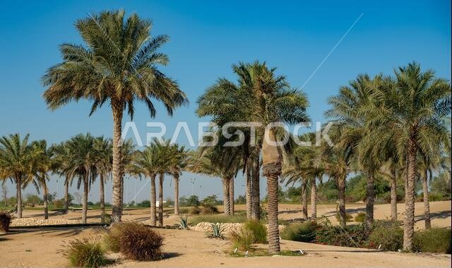 Panorama. Plantation of date palms. The image depicts advanced tropical agriculture in the Arab countries