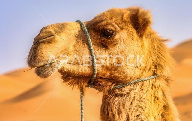 صورة فوتوغرافية لجمل منفرد في صحراء المنطقة الغربية في أبوظبي، الإمارات العربية المتحدة