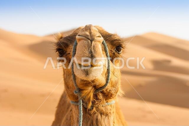 صورة فوتوغرافية لجمل منفرد في صحراء المنطقة الغربية في أبوظبي، الإمارات العربية المتحدة صورة فوتوغرافية لجمل منفرد في صحراء المنطقة الغربية في أبوظبي، الإمارات العربية المتحدة
