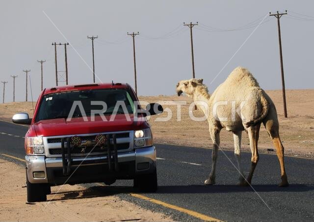 جمال تعبر الطريق في الصحراء مع وجود حركة مرور وأعمدة تلغراف على الجانب