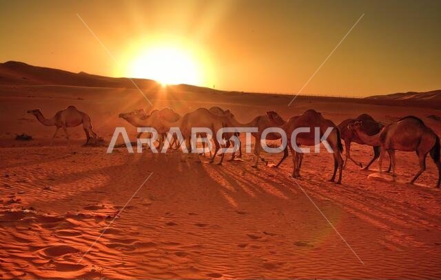 Group of  camels view in Liwa Desert in the western region of Abu Dhabi