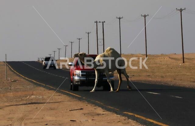 Camels crossing road in the desert with traffic and telegraph poles on the side