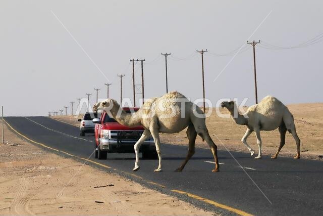 جمال تعبر الطريق في الصحراء مع وجود حركة مرور وأعمدة تلغراف على الجانب