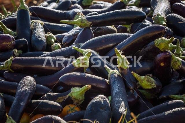 Egg plant in Dammam Saudi Arabia
