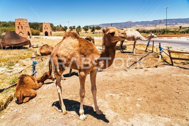 جمل وجمل عربي في ميكينينزا، بالقرب من فاس، المغرب.