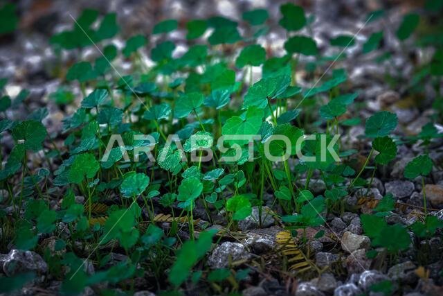 Growth concept -Tiny green plant in Saudi Arabia.