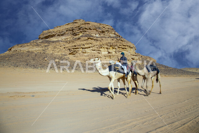 A picture of camel animals walking in the desert areas of Saudi Arabia, Bedouin life in the Saudi desert, desert nature in the Kingdom of Saudi Arabia, tourist places in Saudi Arabia, ancient historical monuments in Saudi Arabia, rock formations in Al-Ula