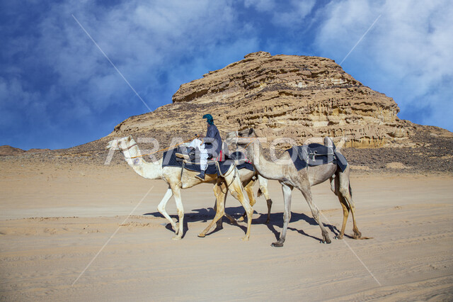A picture of camel animals walking in the desert areas of Saudi Arabia, Bedouin life in the Saudi desert, desert nature in the Kingdom of Saudi Arabia, tourist places in Saudi Arabia, ancient historical monuments in Saudi Arabia, rock formations in Al-Ula