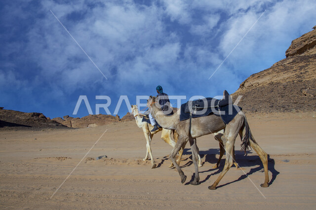 صورة لحيوانات الجمل تسير في المناطق الصحراوية بالسعودية، حياة البدو في صحراء السعودية، الطبيعة الصحراوية في المملكة العربية السعودية، أماكن سياحية في السعودية، معالم تاريخية أثرية قديمة في السعودية، التكوينات الصخرية في محافظة العلا