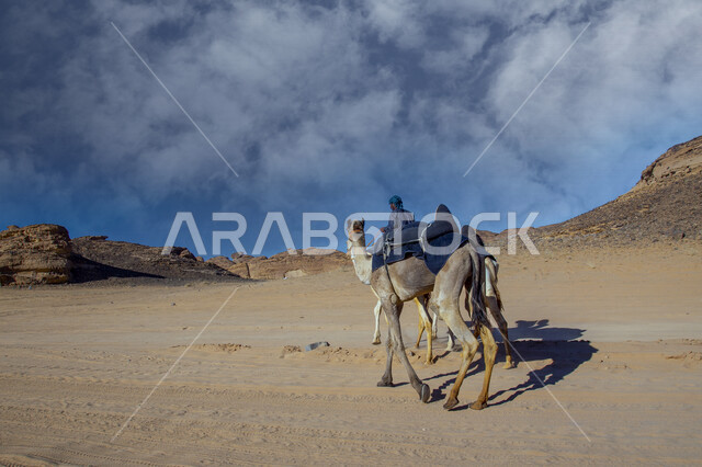 صورة لحيوانات الجمل تسير في المناطق الصحراوية بالسعودية، حياة البدو في صحراء السعودية، الطبيعة الصحراوية في المملكة العربية السعودية، أماكن سياحية في السعودية، معالم تاريخية أثرية قديمة في السعودية، التكوينات الصخرية في محافظة العلا