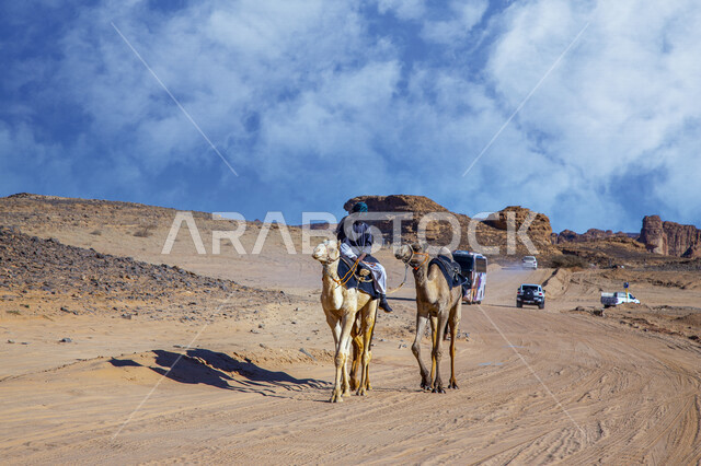 صورة لحيوانات الجمل تسير في المناطق الصحراوية بالسعودية، تربية الجمال والإبل، الطبيعة الصحراوية في المملكة العربية السعودية، أماكن سياحية في السعودية، معالم تاريخية أثرية قديمة، التكوينات الصخرية في العلا، رحلة سفاري في صحاري السعودية
