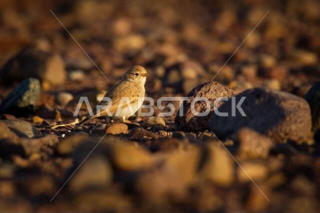 قبرة الصحراء ذات الذيل المخطط - Ammomanes cinctura، نوع من القبرات ينتمي إلى عائلة Alaudidae، ويتواجد من المغرب إلى باكستان. موطنه الطبيعي هو الصحراء الحارة