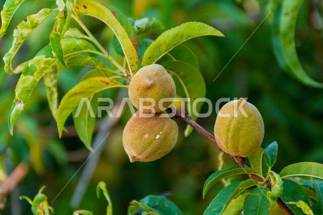 صورة مقربة لفاكهة الخوخ على الشجرة في مزارع المملكة العربية السعودية ، زراعة الاشجار والنباتات الخضراء ، اوراق شجرة الخوخ ، خلفية الطبيعة ، فاكهة الدراق ، فاكهة صيفية ، أشجار ومحاصيل زراعية