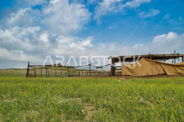 Saudi Arabian desert and desert life