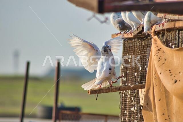 pigeon and desert life