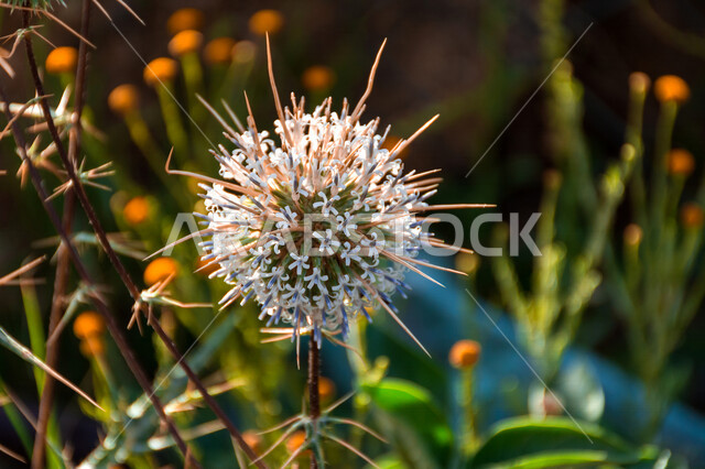 صورة مقربة لزهرة شوك الكرة الأرضية ، خلفية الطبيعة ، شجرة شوكية ، أزهار شوكية 