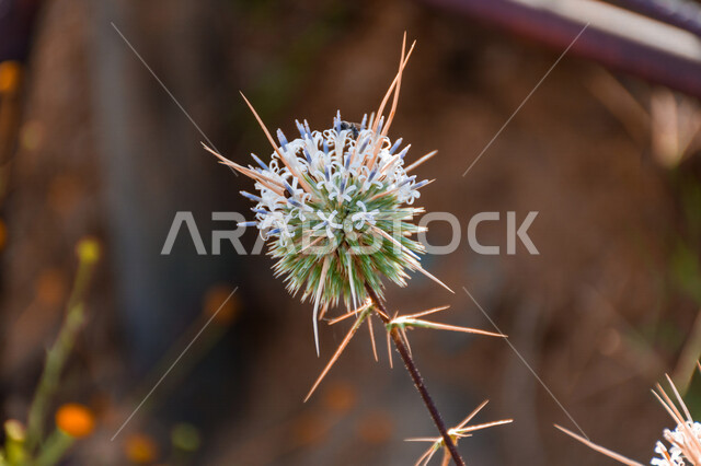 صورة مقربة لزهرة شوك الكرة الأرضية ، خلفية الطبيعة ، شجرة شوكية ، أزهار شوكية 