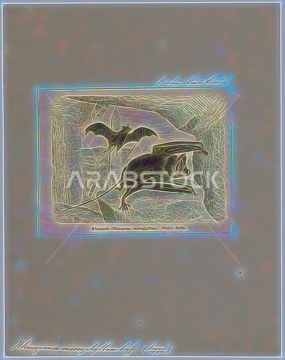 Rhinopoma microphyllum, Print, The greater mouse-tailed bat (Rhinopoma microphyllum) is a species of bat in the Rhinopomatidae family. It is found in Algeria, Bangladesh, Burkina Faso, the Central African Republic, Chad, Djibouti, Egypt, Eritrea, Ethiopia, India, Indonesia, Iran, Israel, Iraq, Jordan, Libya, Mali, Mauritania, Morocco, Myanmar, Niger, Nigeria, Oman, Pakistan, Saudi Arabia, Senegal, Sudan, Thailand, Tunisia, the Western Sahara and Yemen. Its natural habitat is subtropical or tropi