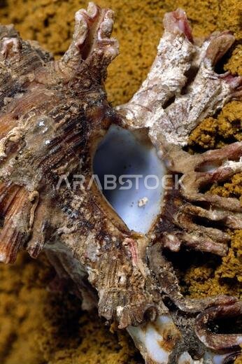 Saudi Arabia Spiky Shell Latia Xis