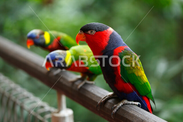 صورة لببغاء اللوري ، ببغاء لوركيت قوس قزح ، طائر بألوان زاهية في الطبيعة البرية ، طيور برية ناطقة ، الحياة البرية ، محمية طبيعية