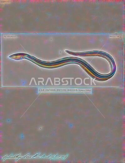 Ophichthys boro, Print, The rice-paddy eel (Pisodonophis boro, also known commonly as the Bengal's snake-eel, the estuary snake eel, or the snake eel) is an eel in the family Ophichthidae (worm-snake eels). It was described by Francis Buchanan-Hamilton in 1822, originally in the genus Ophisurus. It is a tropical, marine eel which is known from the Indo-West Pacific, including Somalia, Tanzania, South Africa, southern India, Sri Lanka, Indonesia, Polynesia, Australia, Bangladesh, Cambodia, Kenya,