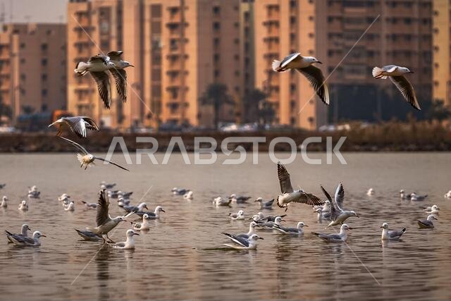 Group of SeaGul Birds on khobar corniche waterbody in spring season Saudi Arabia.