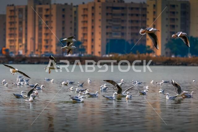 Group of SeaGul Birds on khobar corniche waterbody in spring season Saudi Arabia.