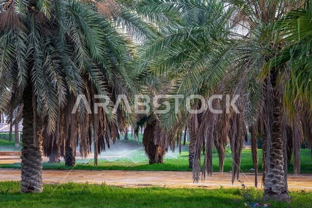 Plantation of date palm tree. Tropical agriculture in Saudi Arabia.