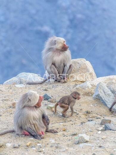 A family of Baboons sitting on a Rock on the top of Al Taif Mountains, KSA, Saudi Arabia.