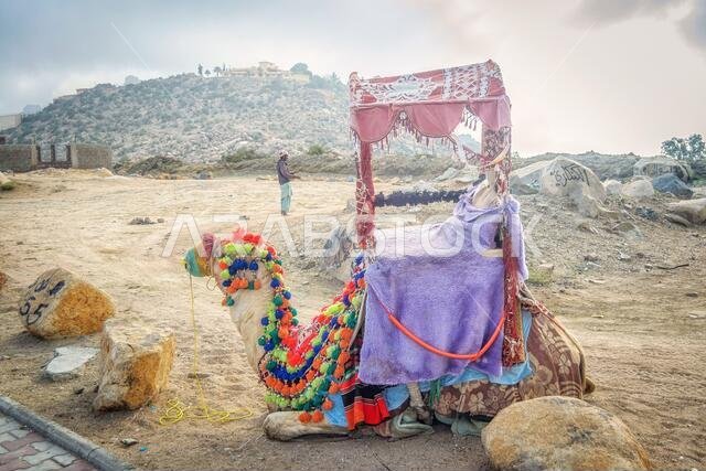camel decorated for a ride to tourists visiting Al Taif in Saudi Arabia
