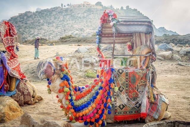 camel decorated for a ride to tourists visiting Al Taif in Saudi Arabia