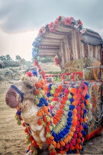 camel decorated for a ride to tourists visiting Al Taif in Saudi Arabia