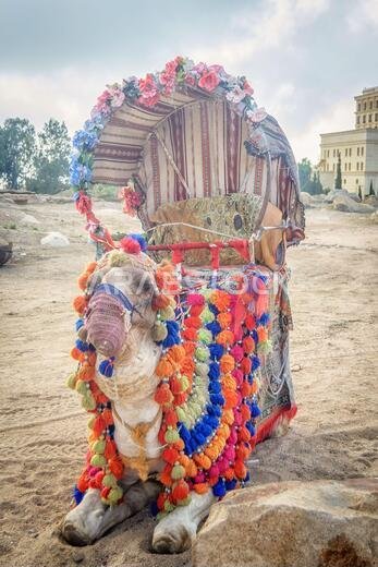 camel decorated for a ride to tourists visiting Al Taif in Saudi Arabia